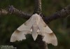 lišaj dubový (Motýli), Marumba quercus (Lepidoptera)